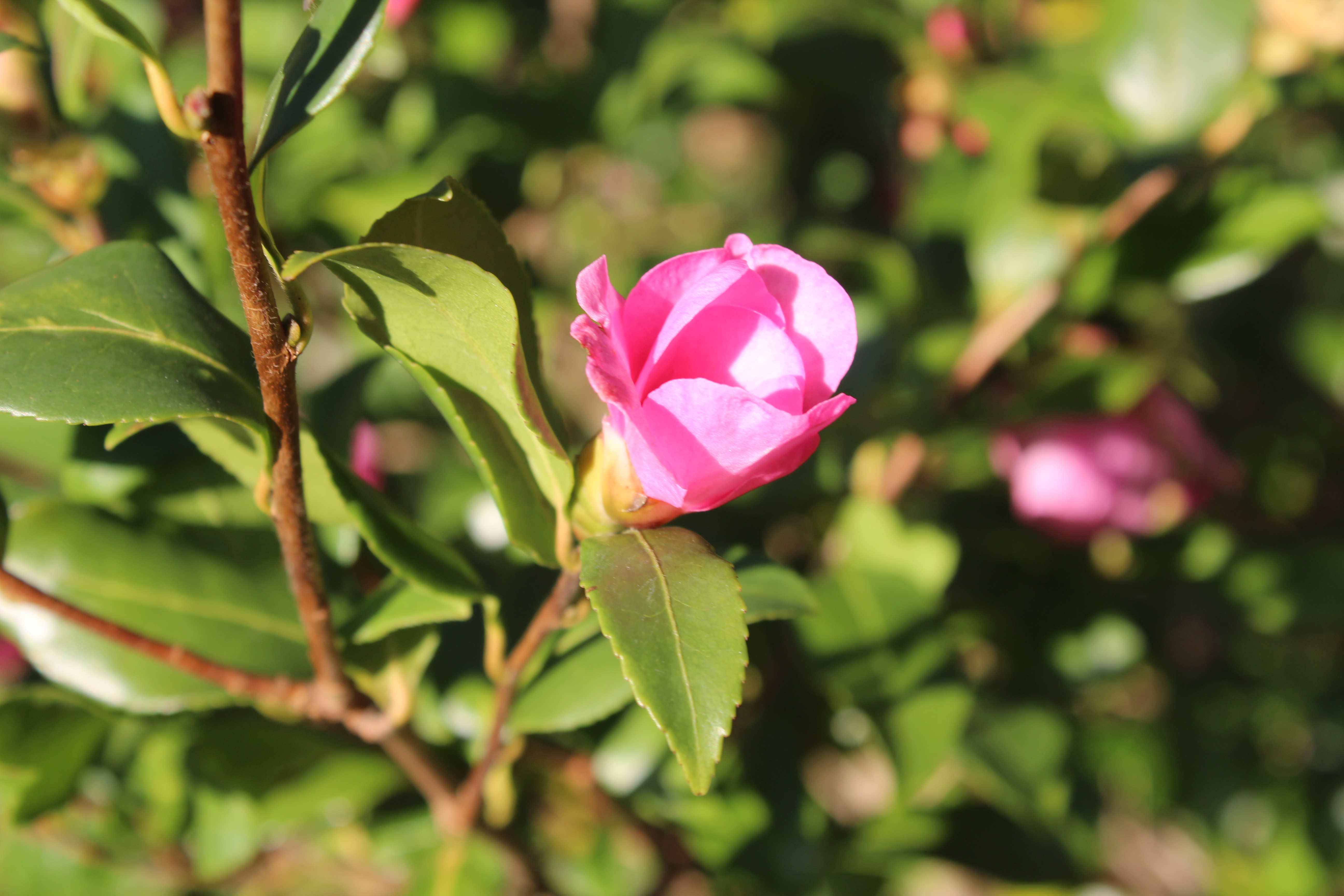 Camlia du parc c CD92 Thrse Chaffard Luon