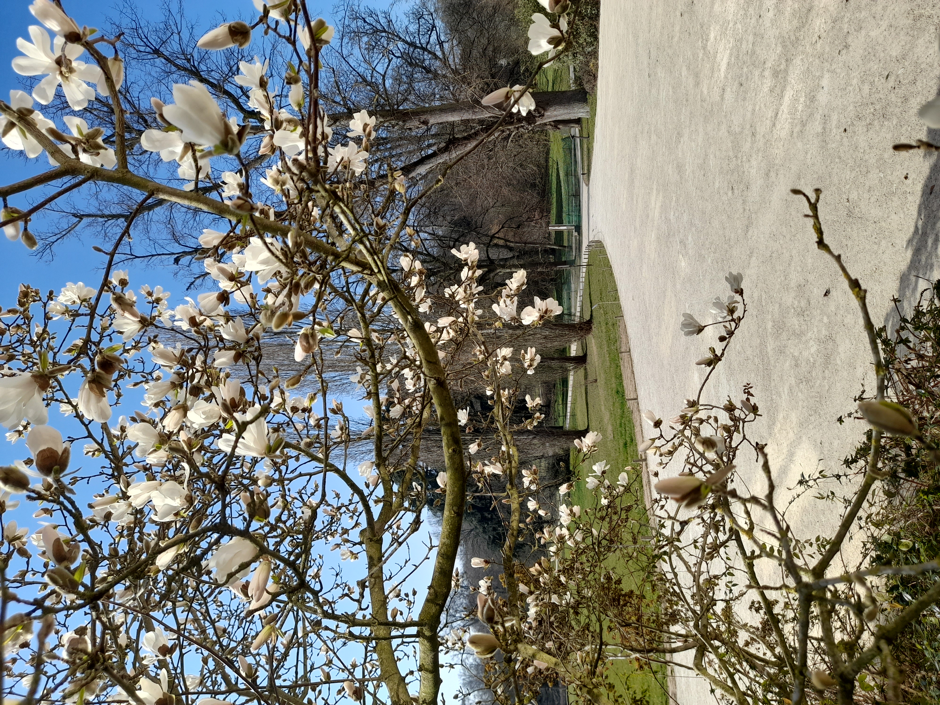 MDC92 magnolia mars23 CH 5