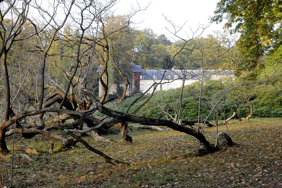 Le catalpa planté par Chateaubriand