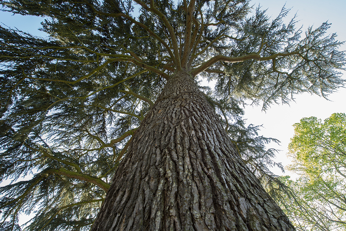 Arbre du parc de la maison de Chateaubriand
