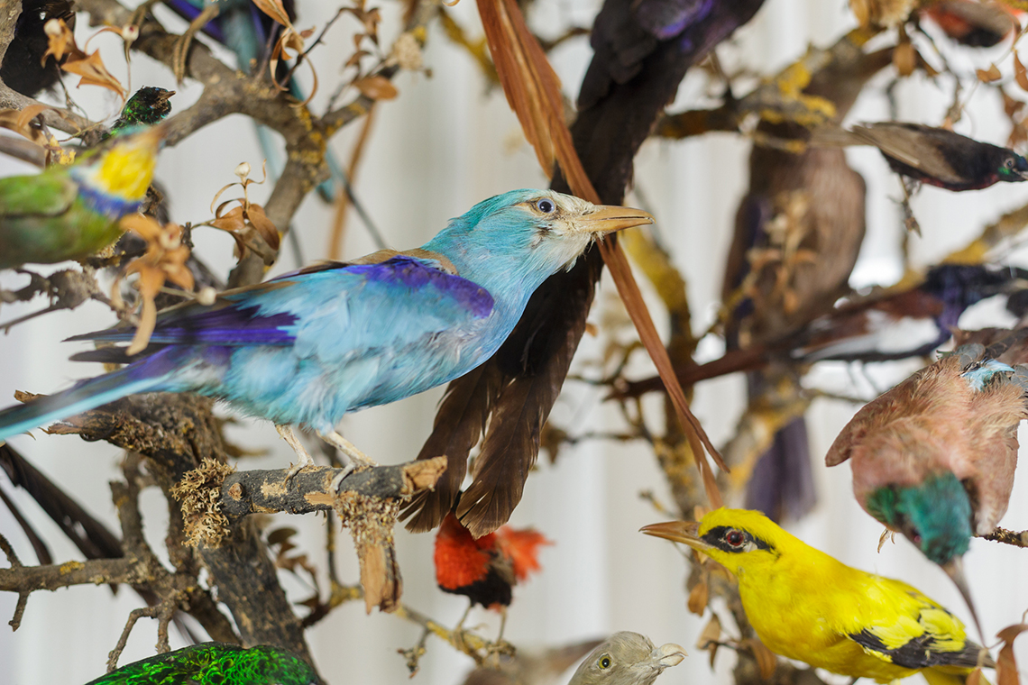 Le buisson aux oiseaux