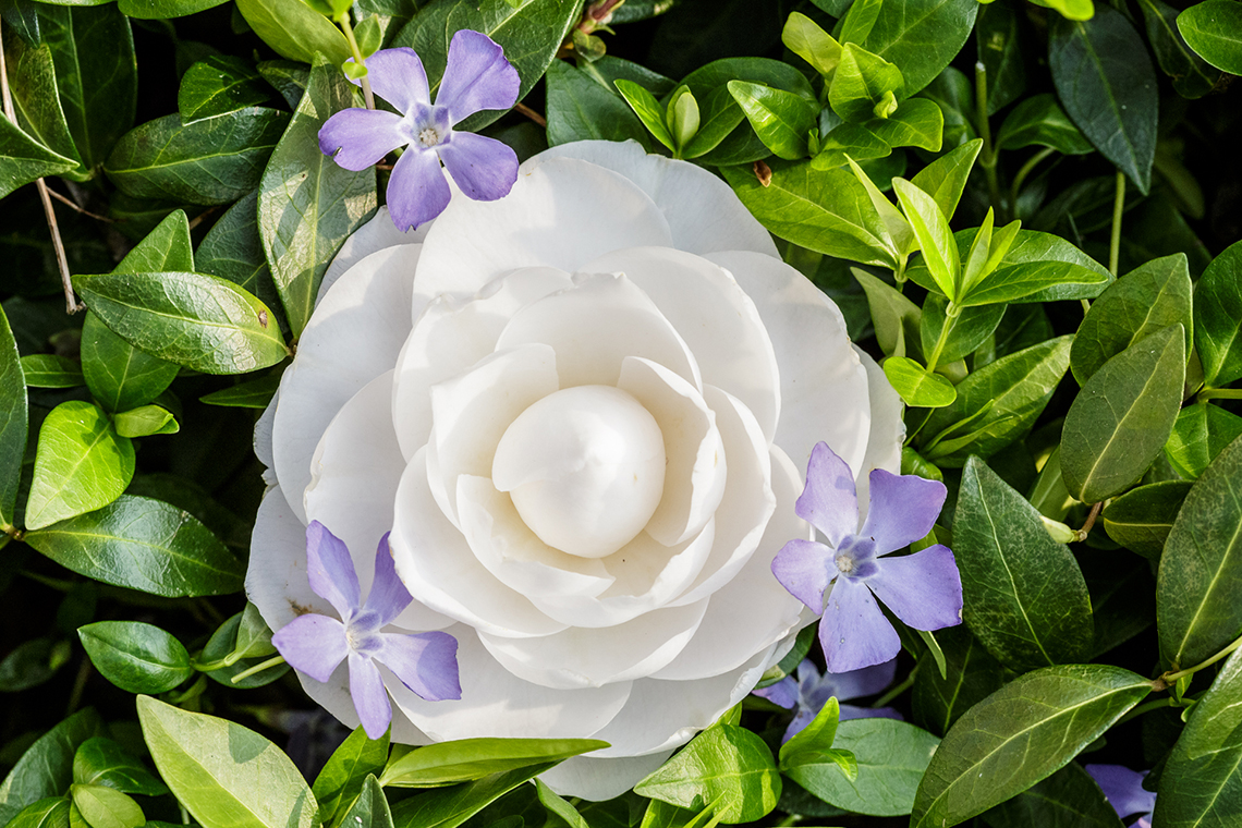 Magnolia dans le parc de la maison de Chateaubriand