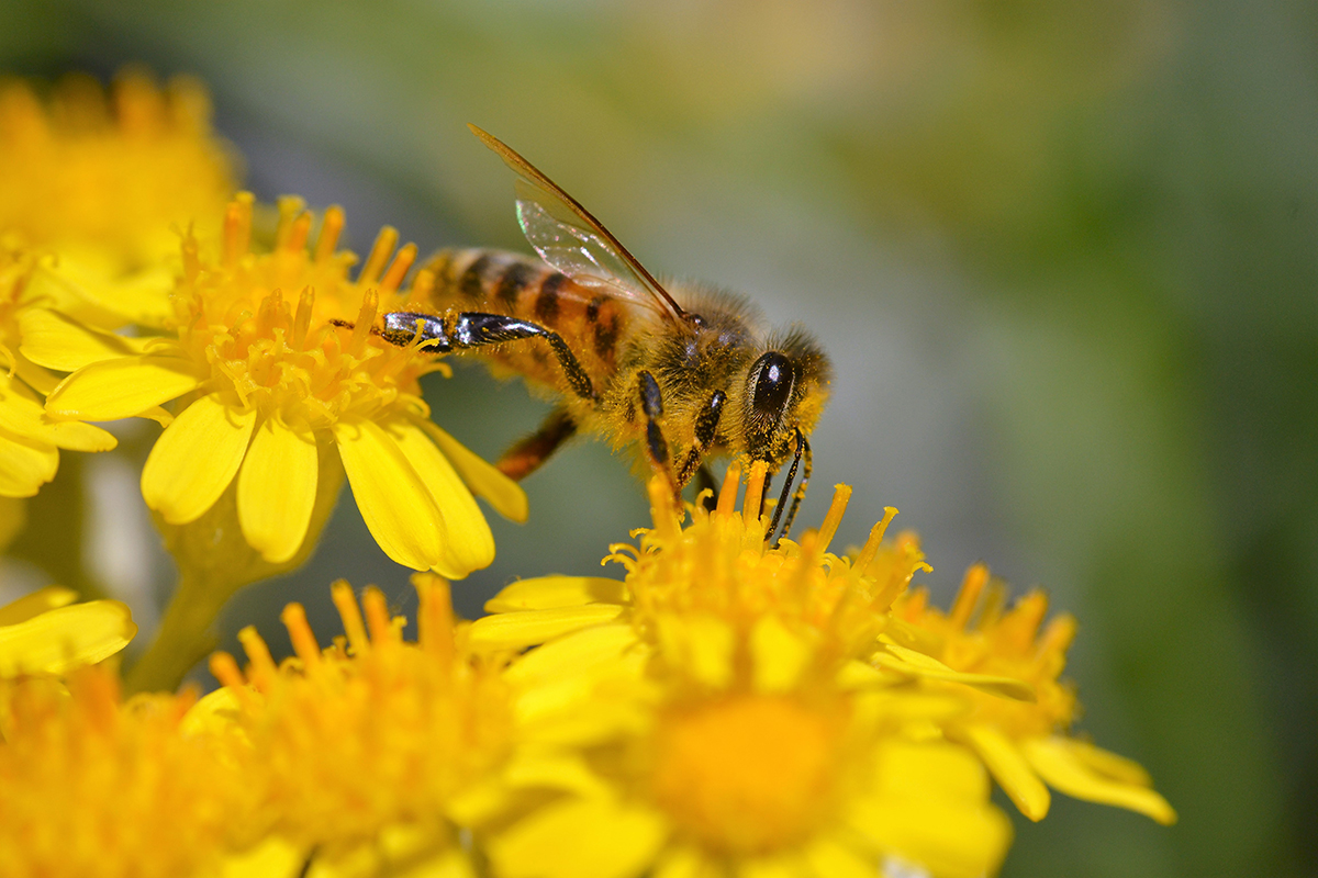 Abeille 2 CD92 Helene BAUDOUIN 1200px